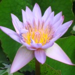 Blue-Lotus