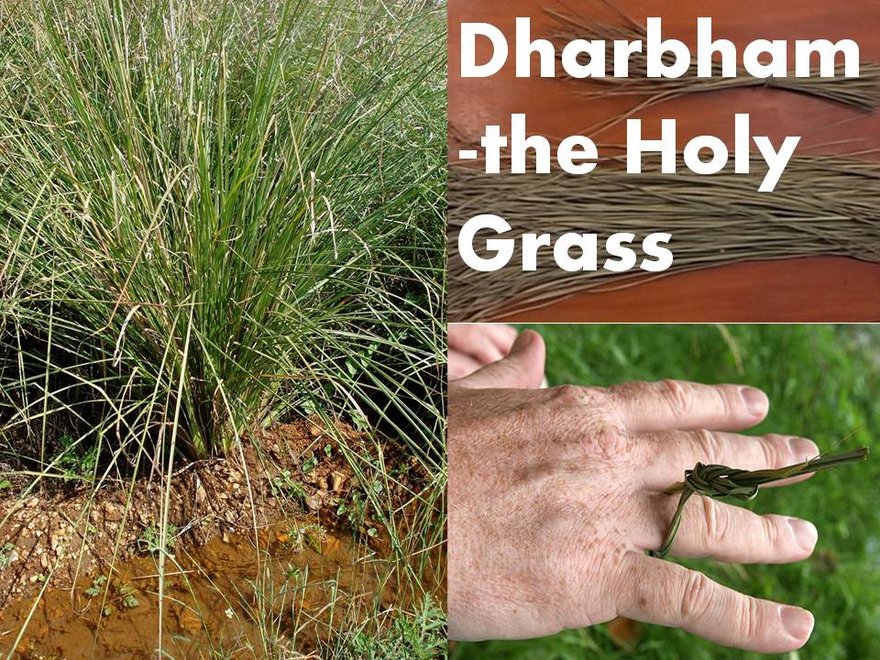 Significance of Dharba Grass in Puja