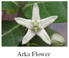 Arka flower