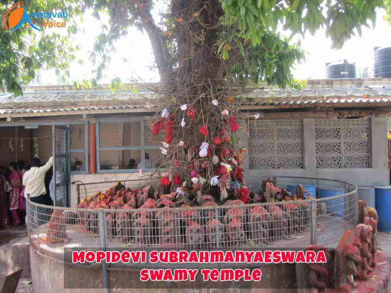 subrahmanyeswar-temple-mopidevi-tree